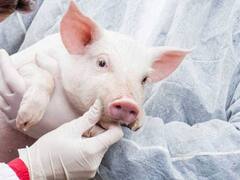 Los cerdos transgénicos que van a salvar miles de vidas y los cría una empresa argentina