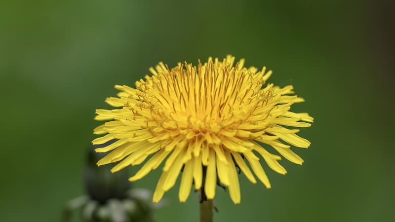 Las hojas de Diente de León pueden consumirse crudas en ensaladas o cocidas en sopas.