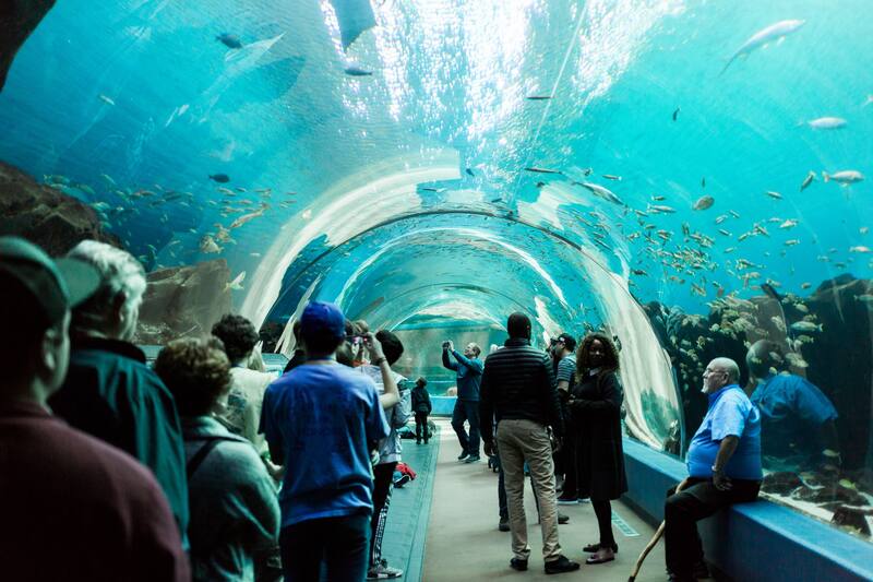 El acuario más grande de los EE. UU. alberga miles de especies marinas y ofrece una experiencia única con tiburones ballena.