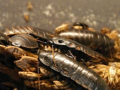 Adiós cucarachas: el ingrediente casero que sirve como repelente y que las extermina al instante