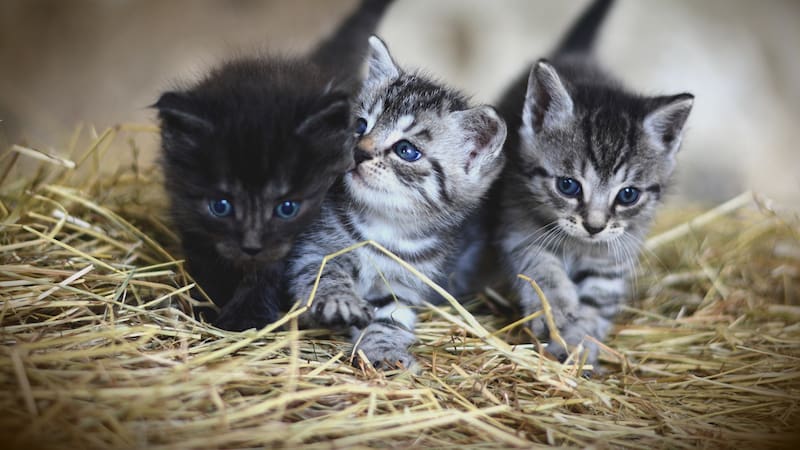 Qué sucede cuando sueñas con gatos. (Foto: Pixabay).