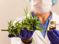 Se aprobó la ley de cannabis medicinal y cáñamo industrial: todo lo que hay que saber