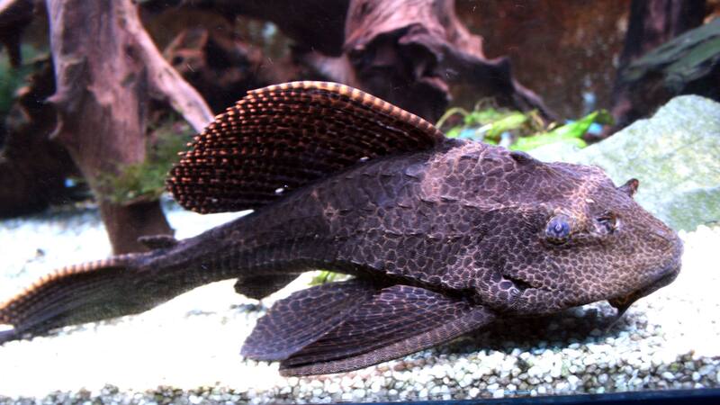 Esta especie de pez puede generar varios problemas para el ambiente.