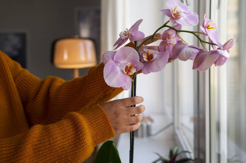 Las orquídeas son plantas que podrían influir en tu vida amorosa. (Foto: Freepik)