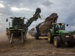 Ledesma terminó la zafra con un incremento del 5% en su producción