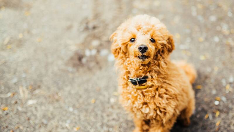 La mezcla genética entre razas eliminaría características físicas poco saludables.