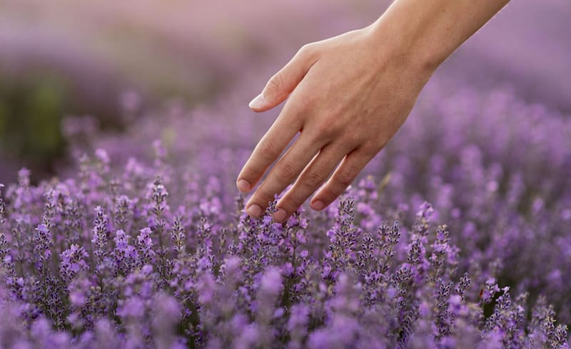 La lavanda tiene un poderoso efecto relajante que parte, sin lugar a dudas, de su bella tonalidad morada. (Foto: FreePik)