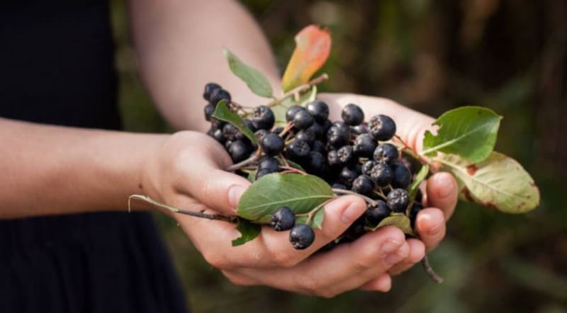 La fruta de oro que fortalece los huesos, produce más colágeno y combate los dolores corporales