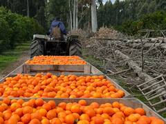 Tuvieron que hacerse cargo de la empresa familiar antes de tiempo: hoy crecieron en producción y ya exportan a tres continentes