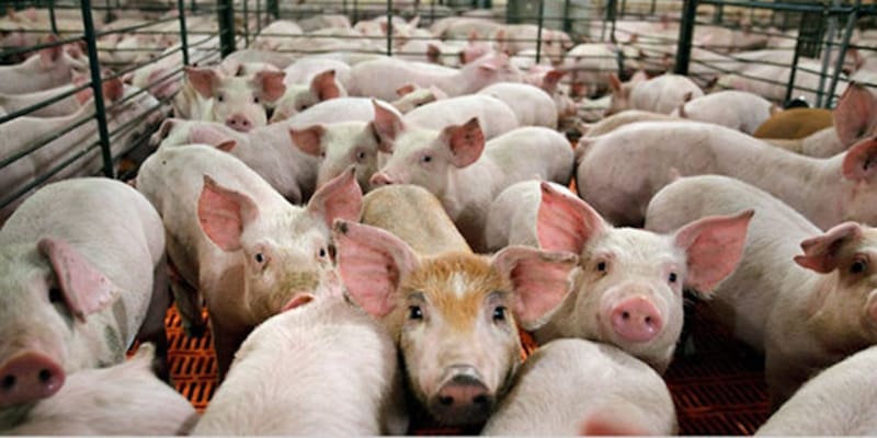 En 2023, las exportaciones argentinas de carne de cerdo crecieron un 43,7%, a u$s 11,7 millones.