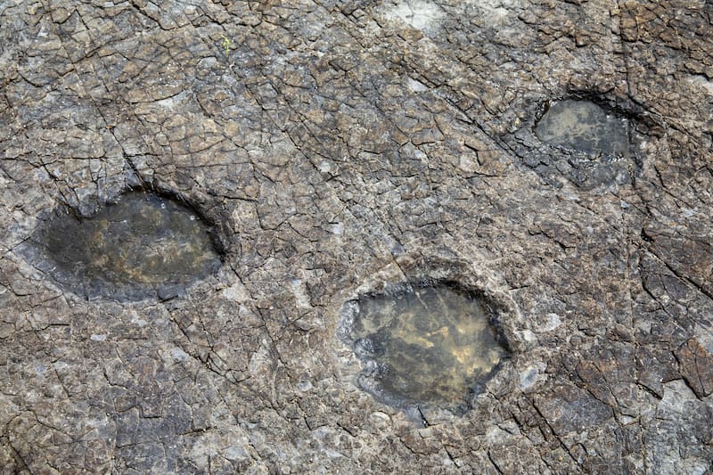 Huellas de dinosaurios. Fuente: Archivo.