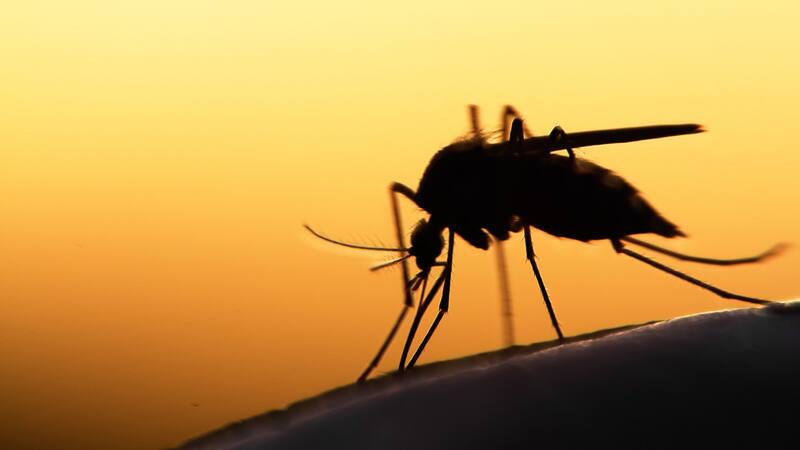 Qué es el virus del Nilo: lo transmiten los mosquitos y ya murió una mujer.