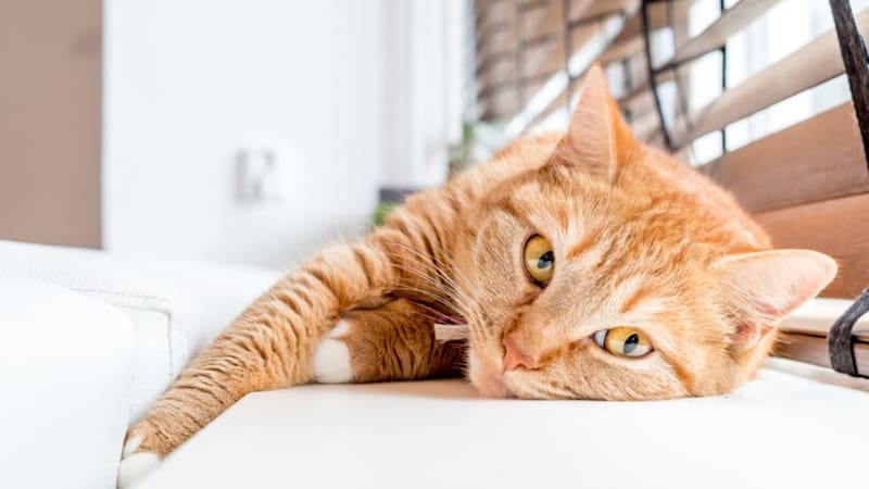 <div class="migrated-promo-image__description"><div class="migrated-promo-image__source">Fuente: Freepik.es</div></div>