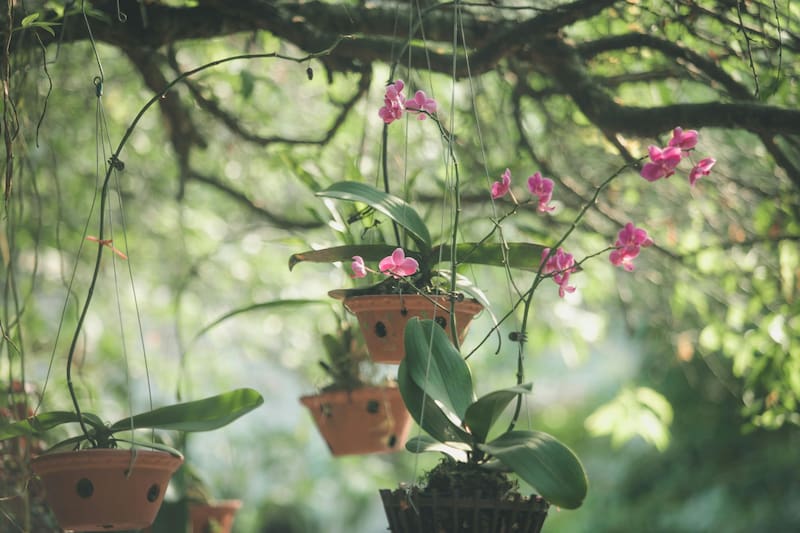 Los ambientes con mayor humedad favorecen la proliferación de orquídeas, que prosperan especialmente en zonas tropicales. (Fuente: Pexels)