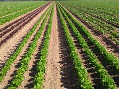 Falta de dólares: cuánto aportó el campo en noviembre