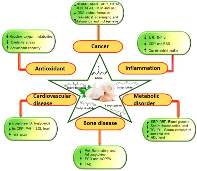 Infografía sobre el estudio del ajo en enfermedades como el cáncer. Fuente: NIH.
