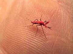 Dengue: los mosquitos fluorescentes que los enfrentarán, ¿cómo reconocerlos?