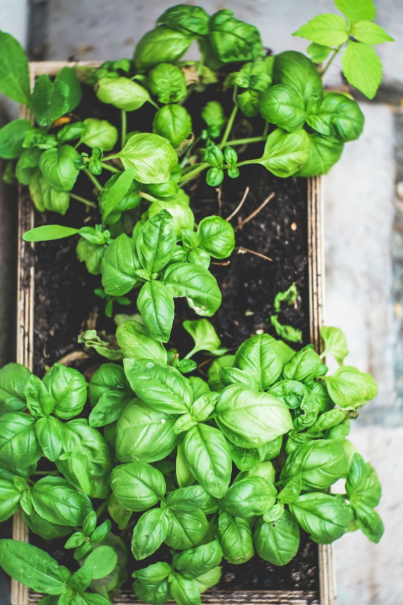Tradicionalmente, se planta albahaca en balcones para proteger las casas. (Fuente: Unsplash)