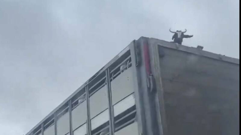 Se publicó un vídeo en redes sociales donde se veía un camión circulando por la A-4 con una cabra en el techo