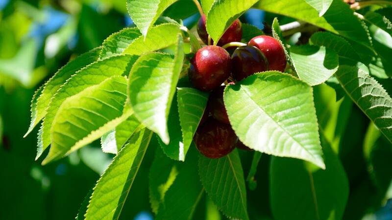 Ni naranja ni banana: el fruto lleno de vitamina C y potasio que previene muchas enfermedades crónicas.