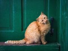 Por qué los gatos odian las puertas cerradas: la llamativa respuesta de los expertos