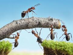 Agroecología: cómo es el proyecto de ley que fomenta la soberanía alimentaria