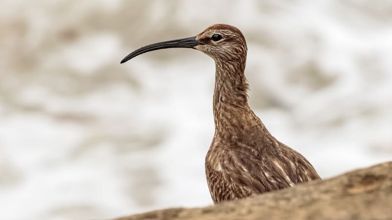 Luto por la primera extinción global de un ave europea que marcó una era: un cambio irreversible en la naturaleza.