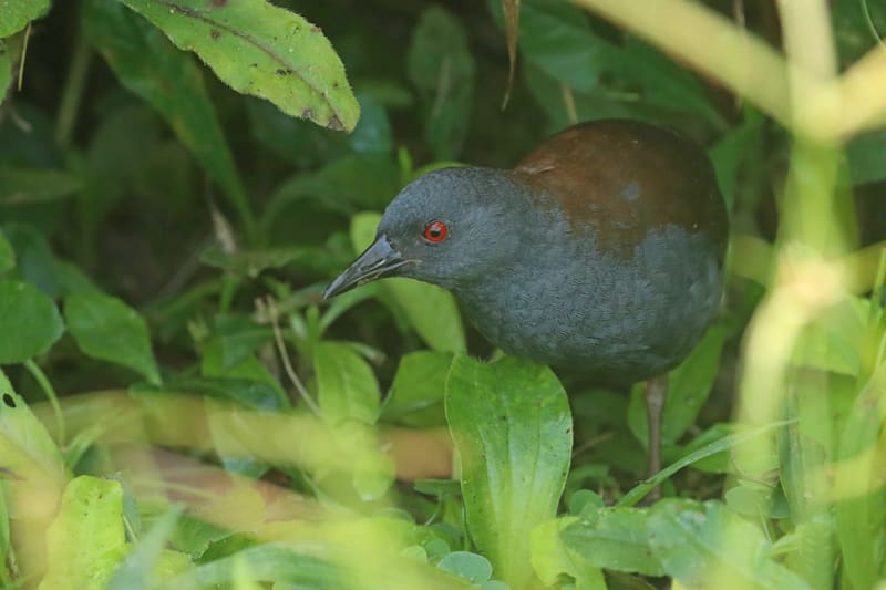 El ave pachay de Galápagos se creía extincta hace casi dos siglos (Fuente: EFE / Fundación Charles Darwin)