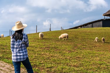 Buscan voluntarios para vivir gratis en Portugal: ofrecen habitación privada y comida a cambio de cuidar animales de granja menos de 30 horas a la semana