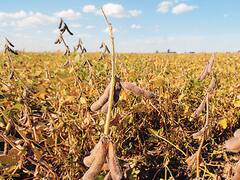 La soja abre en alza en el mercado de Chicago