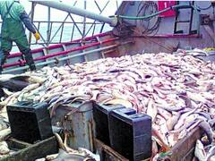 Sector pesquero: las nuevas condiciones para la devolución del IVA afectarán las exportaciones