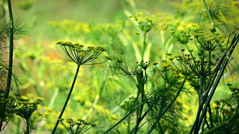 <div class="migrated-promo-image__description"><div class="migrated-promo-image__source">Fuente: Pixabay</div></div>