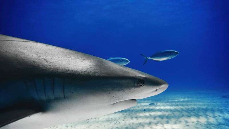 El hallazgo en el fondo del mar ofrece nueva información sobre el comportamiento alimenticio de los primeros animales.