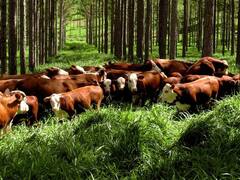 "Ecobosques ganaderos": ¿Una solución múltiple para el suelo y el medioambiente?