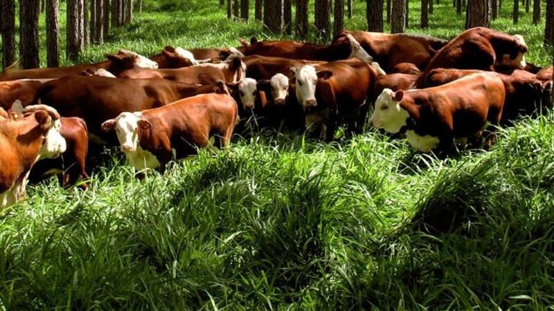 <div class="migrated-promo-image__description"><div class="migrated-promo-image__source">Fuente: Mayco Mansilla</div></div>