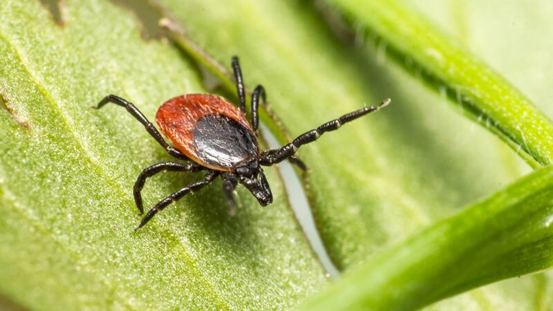 La picadura de la Hyalomma lusitanicum puede ser difícil de detectar, pero presenta riesgos para la salud como fiebre botonosa y Lyme.