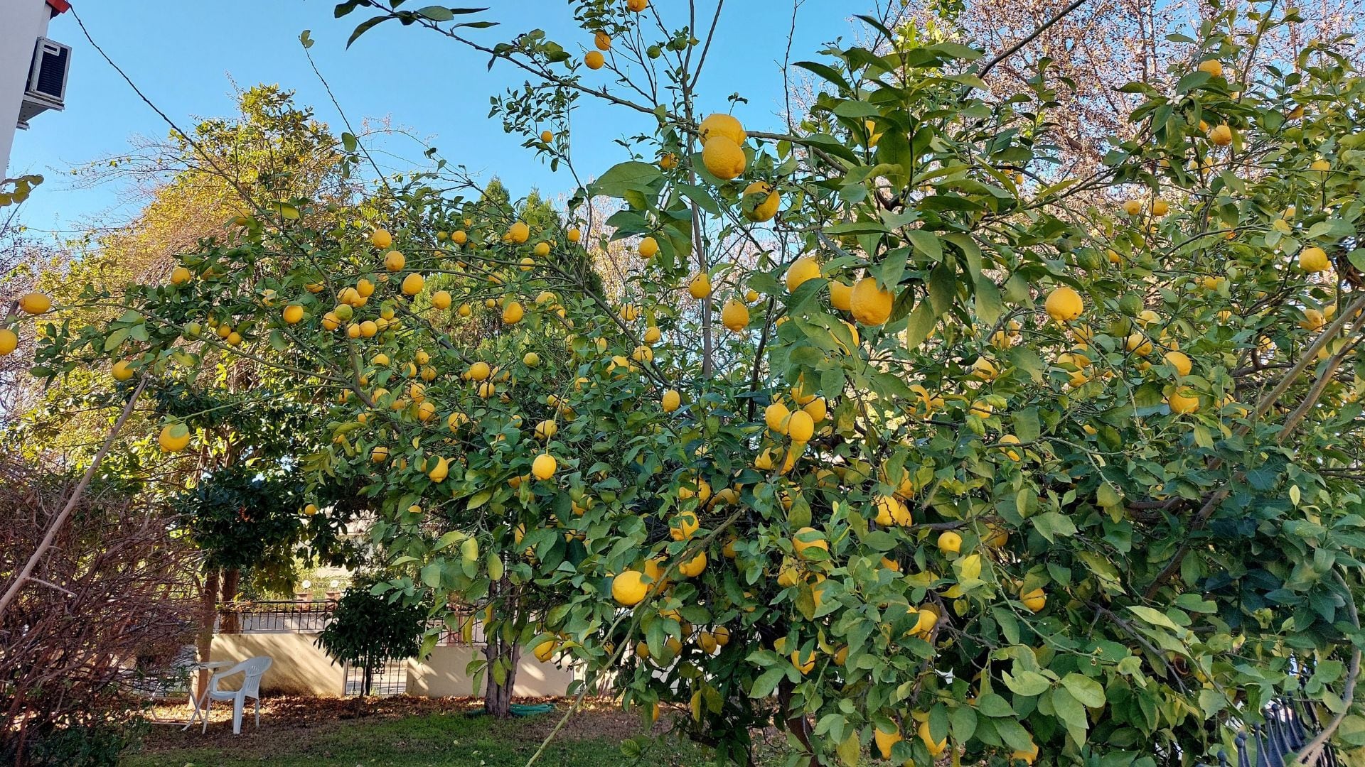 Perfecto para casas pequeñas: el árbol que da frutos todo el año, es fácil de cuidar y no levanta raíces