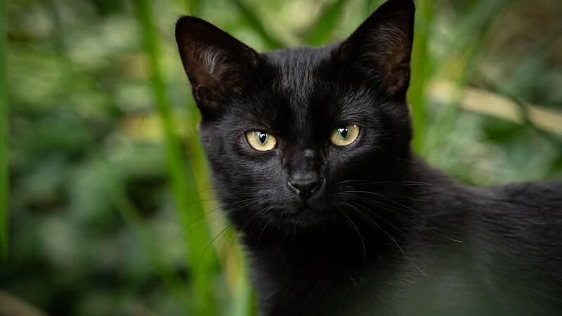 Gatos negros: estas son las razones por las que tu mascota corre peligro en Halloween