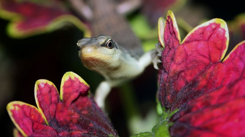 Este grupo animal vertebrado cuenta con más de 300 especies presentes en México.