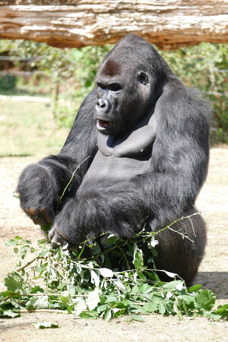 El simio más grande de todos los tiempos vivió en el sur de China (Fuente: Pixabay)