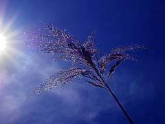 Ola de calor en España: estas son las zonas que tendrán valores de hasta 40º