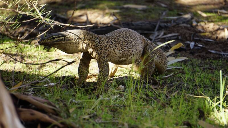 Así luce un lagarto monitor. Fuente: Shutterstock.