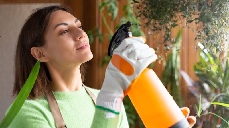 Si buscas prevenir infestaciones de chinches, un preparado a base de este aceite natural será ideal para mantenerlas fuera de tu hogar.