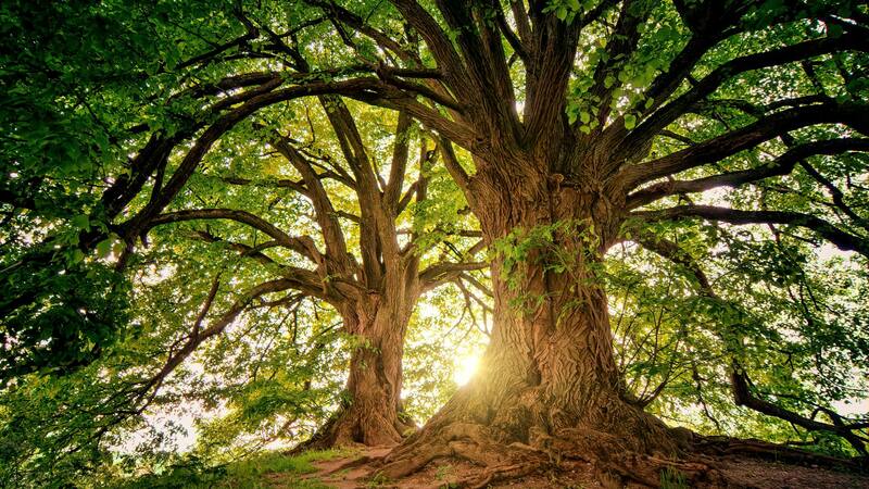 Existe un árbol en México que sorprende por sus beneficios.