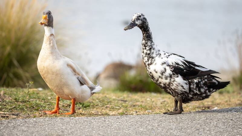 Un nuevo fósil del Cretácico resuelve la incógnita sobre el origen de las aves acuáticas.