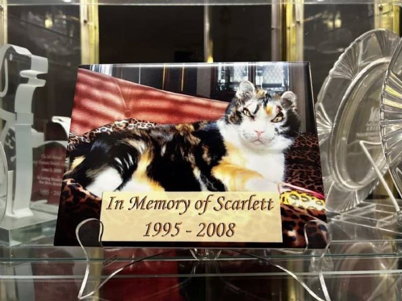 Scarlett, la gatita de Karen. Fuente: karen Wellen