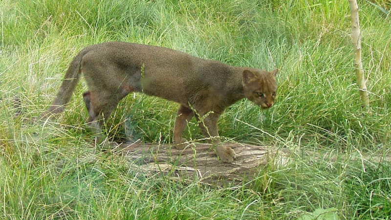 <div class="migrated-promo-image__description"><div class="migrated-promo-image__source">Fuente: Wikimedia Commons</div><div class="migrated-promo-image__author">Bodlina</div></div>