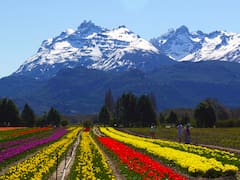 Floreció el increíble campo de tulipanes en Trevelin: cómo es la excursión más original de la Patagonia en primavera