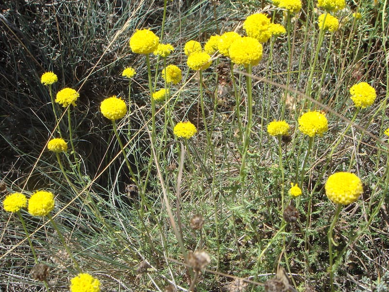 La santolina es una planta de exterior resistente al frío y de bajo mantenimiento. (Foto: Wikimedia Commons- Xemenendura)
