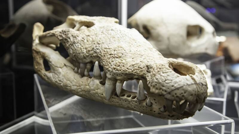 <div class="migrated-promo-image__description"><div class="migrated-promo-image__source">Fuente: Shutterstock </div></div>